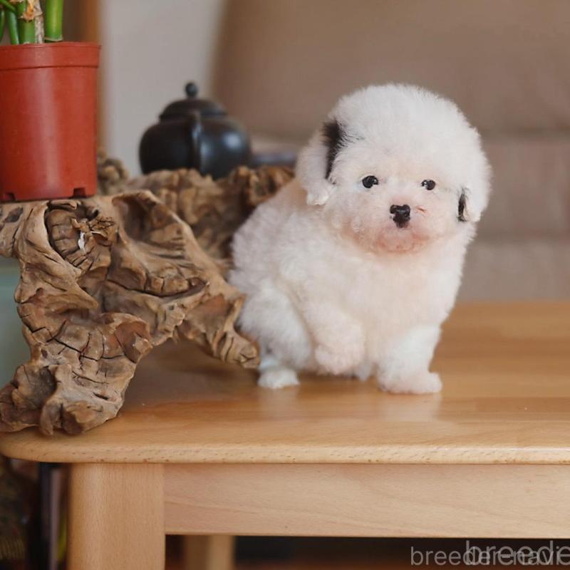 販売中の千葉県のティーカッププードル-446924の2枚目