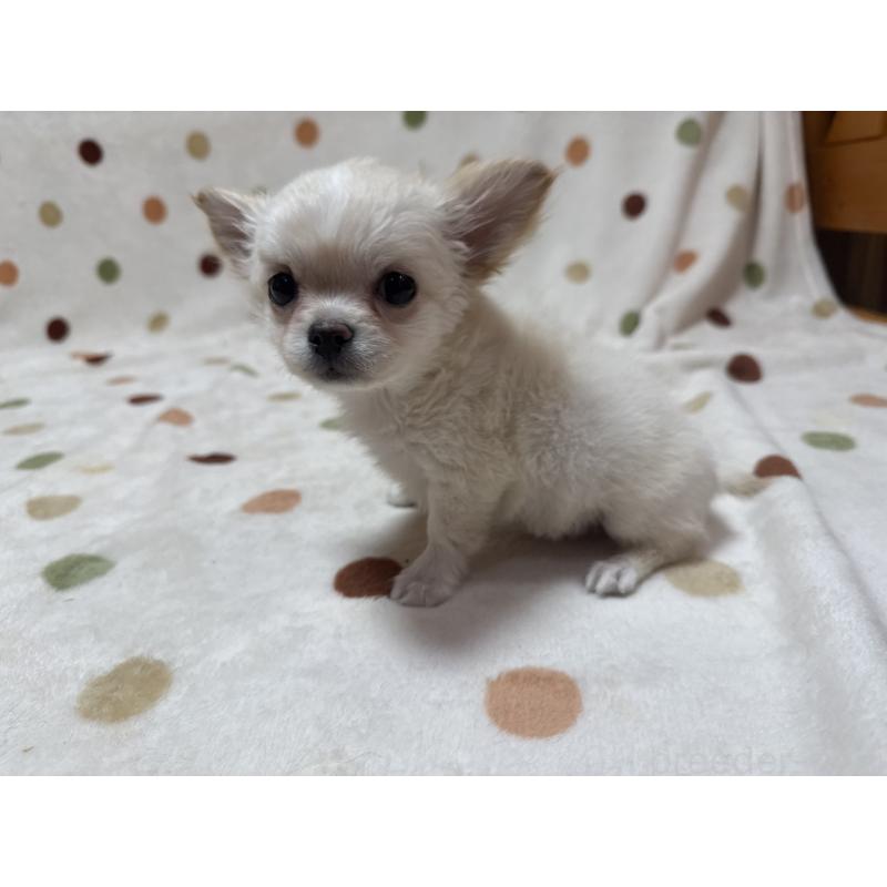 商談中の岐阜県のチワワ(ロングコート)-441196の3枚目