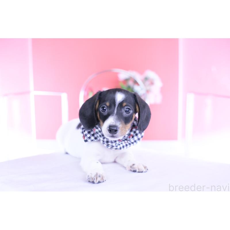 販売中の愛知県のミニチュアダックスフンド(スムースヘアード)-440904の14枚目