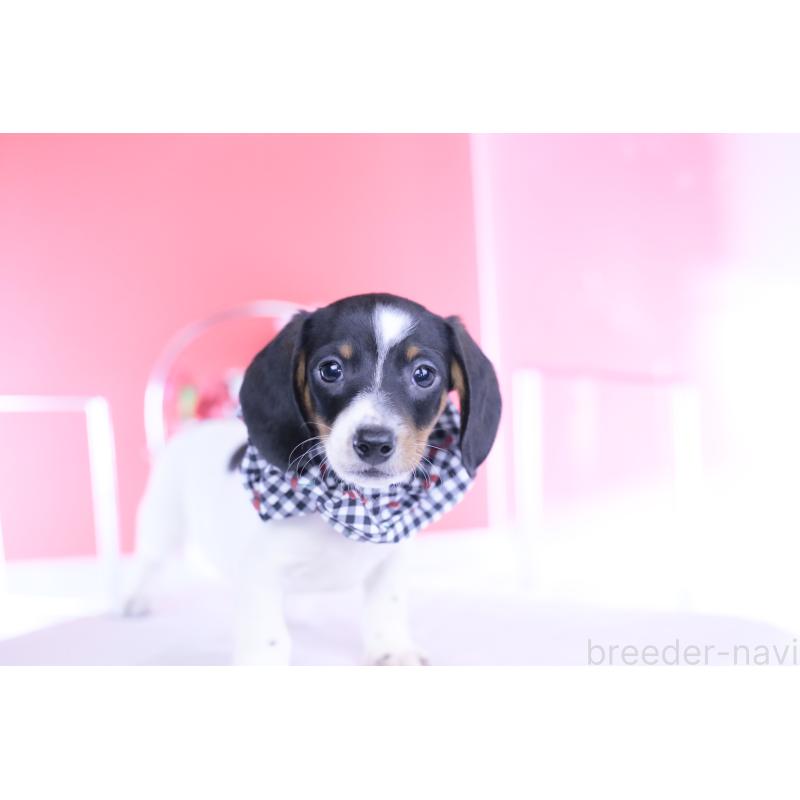 販売中の愛知県のミニチュアダックスフンド(スムースヘアード)-440904の13枚目