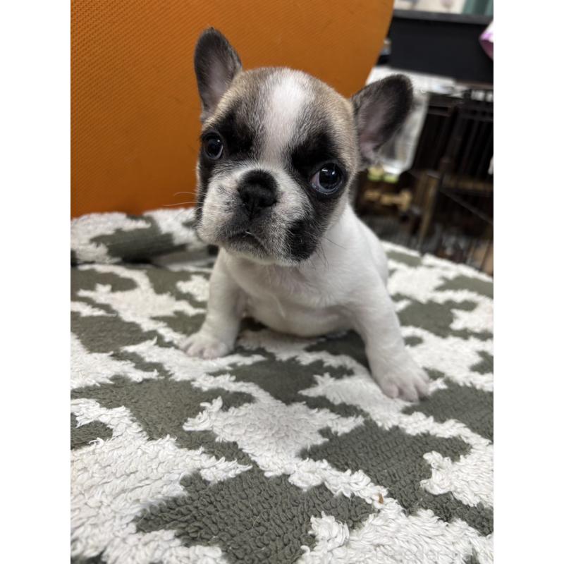 販売中の千葉県のフレンチブルドッグ-445333