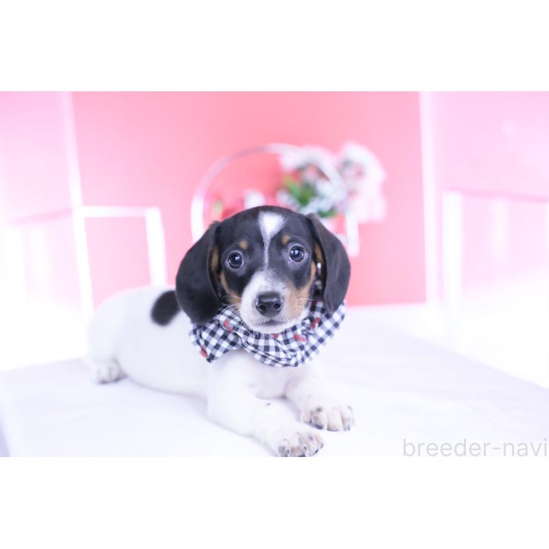 販売中の愛知県のミニチュアダックスフンド(スムースヘアード)-440904の11枚目
