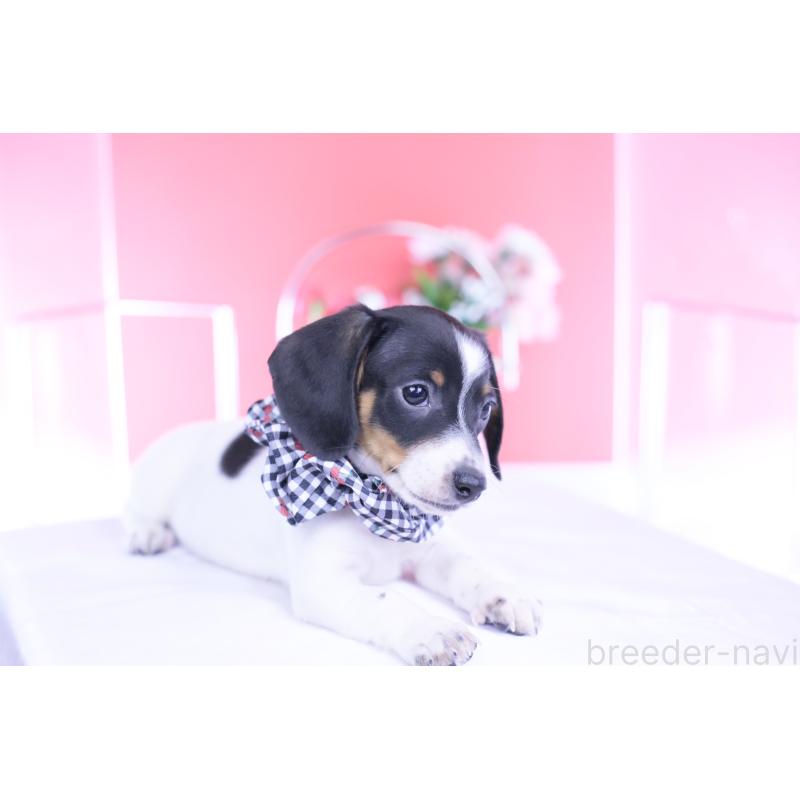 販売中の愛知県のミニチュアダックスフンド(スムースヘアード)-440904の10枚目