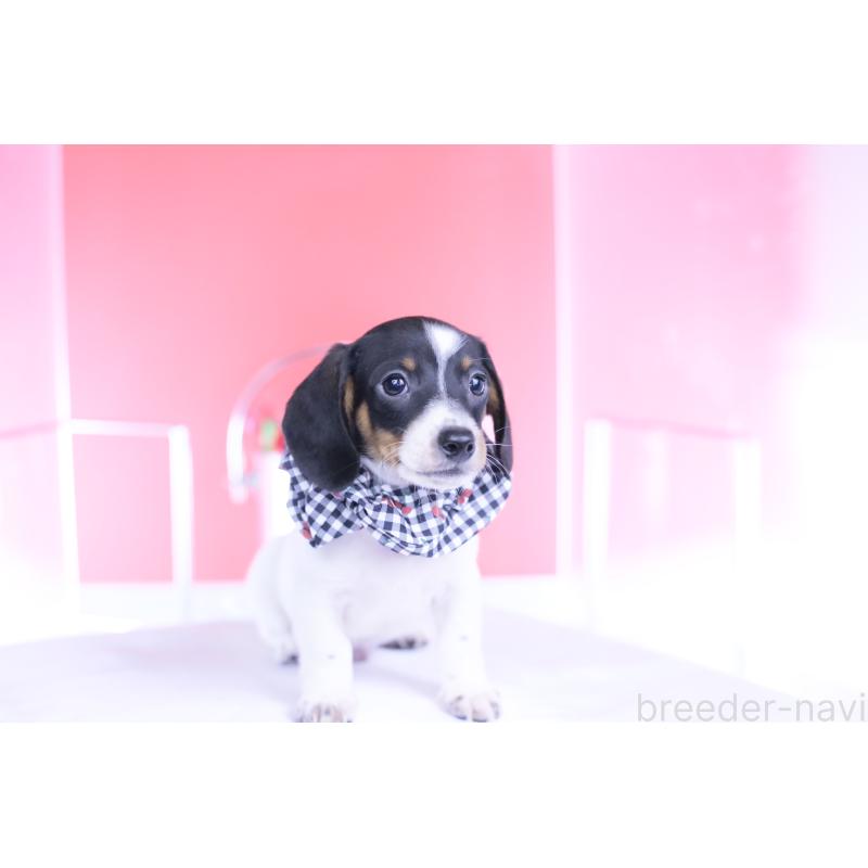 販売中の愛知県のミニチュアダックスフンド(スムースヘアード)-440904の6枚目