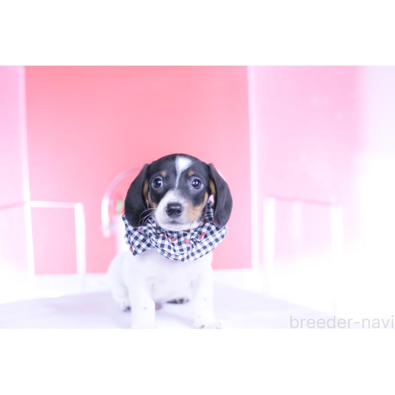 販売中の愛知県のミニチュアダックスフンド(スムースヘアード)-440904の5枚目