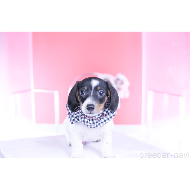 販売中の愛知県のミニチュアダックスフンド(スムースヘアード)-440904の4枚目