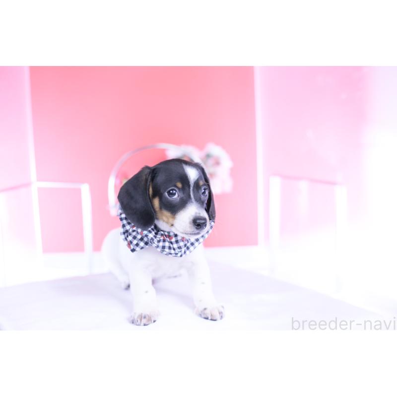 販売中の愛知県のミニチュアダックスフンド(スムースヘアード)-440904の3枚目