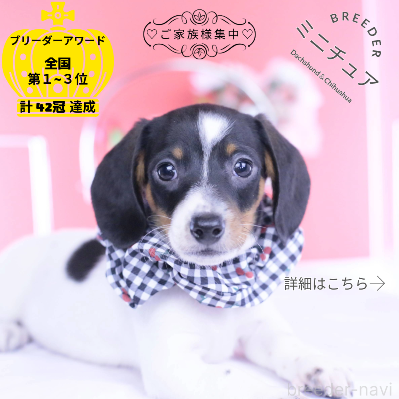 販売中の愛知県のミニチュアダックスフンド(スムースヘアード)-440904