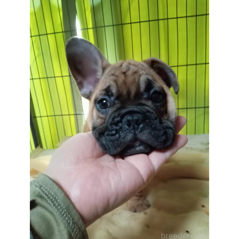 成約済の福岡県のフレンチブルドッグ-429906の4枚目