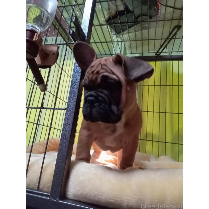 成約済の福岡県のフレンチブルドッグ-429906の3枚目