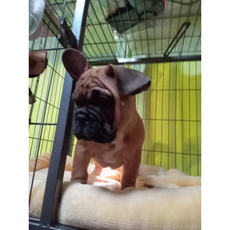 成約済の福岡県のフレンチブルドッグ-429906の2枚目