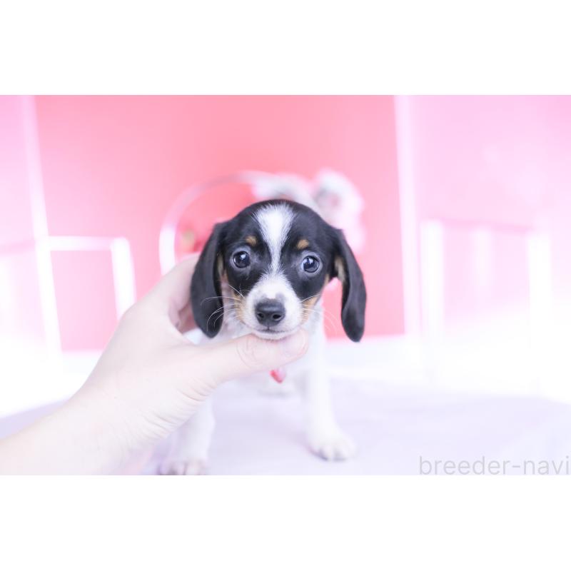 販売中の愛知県のミニチュアダックスフンド(スムースヘアード)-440891の12枚目