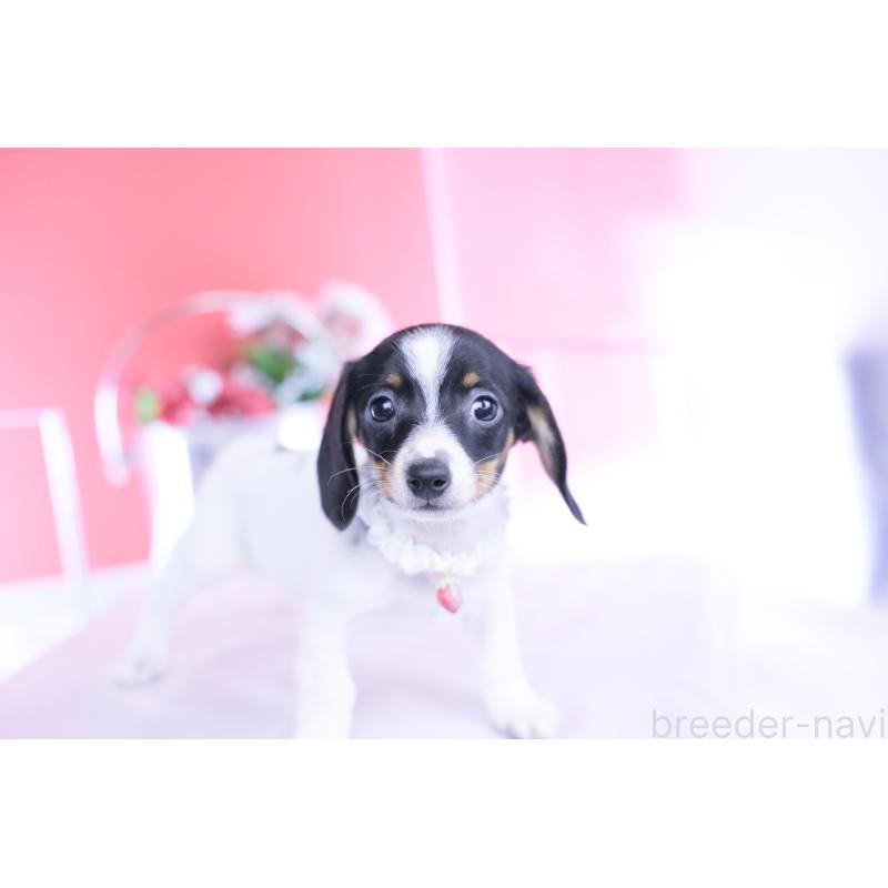 販売中の愛知県のミニチュアダックスフンド(スムースヘアード)-440891の11枚目