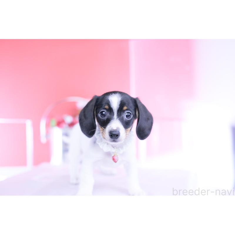 販売中の愛知県のミニチュアダックスフンド(スムースヘアード)-440891の10枚目