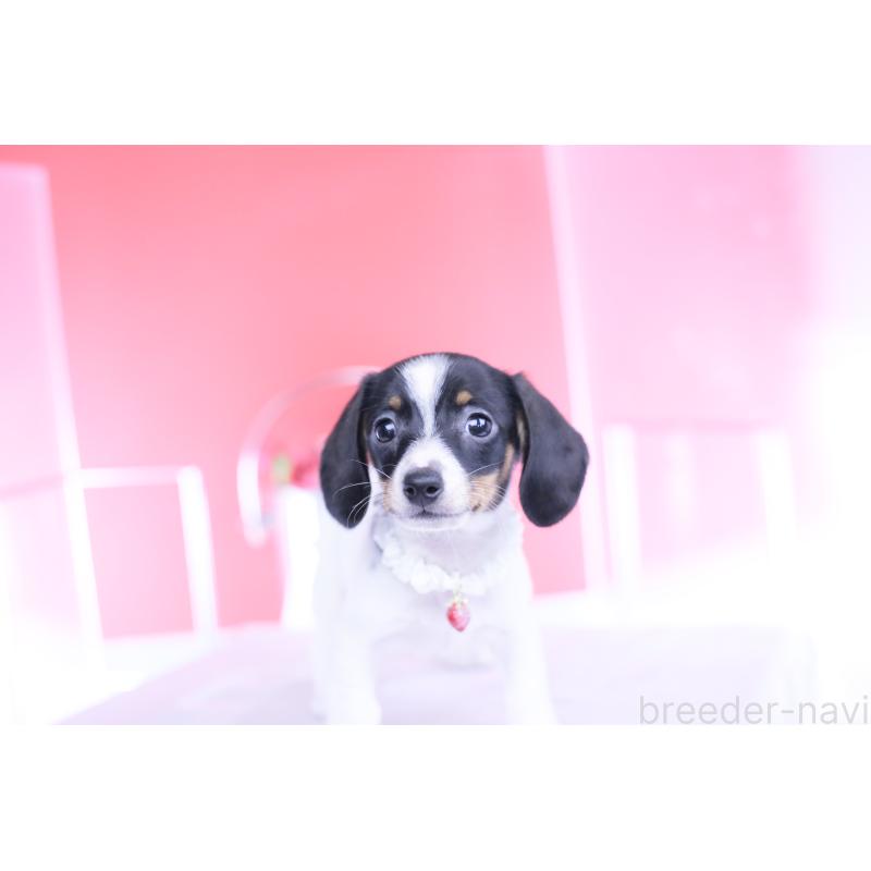 販売中の愛知県のミニチュアダックスフンド(スムースヘアード)-440891の9枚目