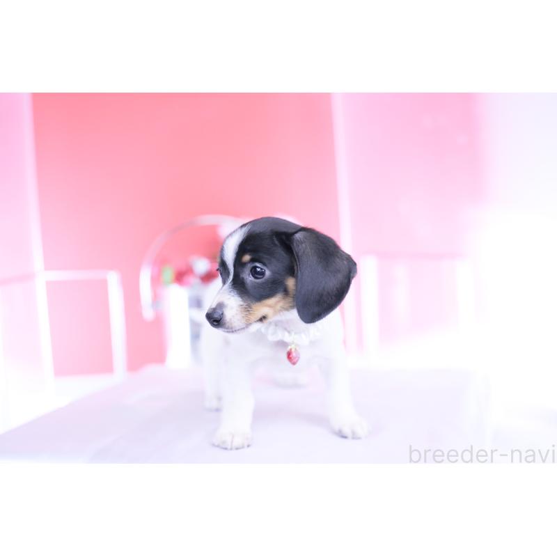 販売中の愛知県のミニチュアダックスフンド(スムースヘアード)-440891の8枚目