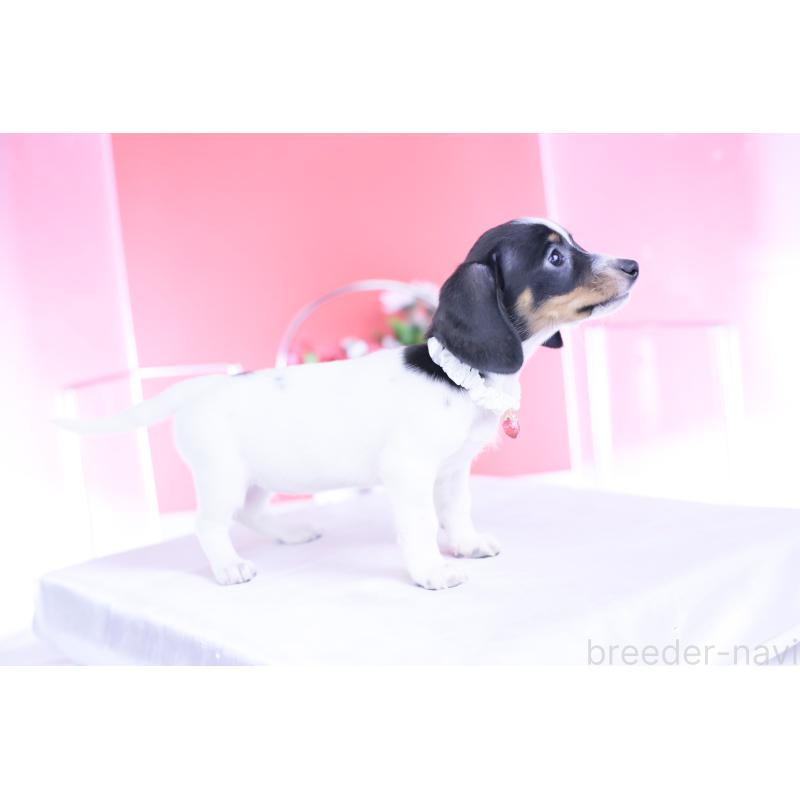 販売中の愛知県のミニチュアダックスフンド(スムースヘアード)-440891の7枚目