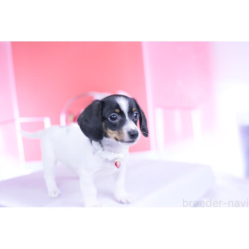 販売中の愛知県のミニチュアダックスフンド(スムースヘアード)-440891の4枚目