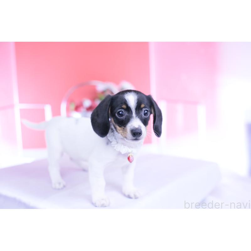 販売中の愛知県のミニチュアダックスフンド(スムースヘアード)-440891の3枚目