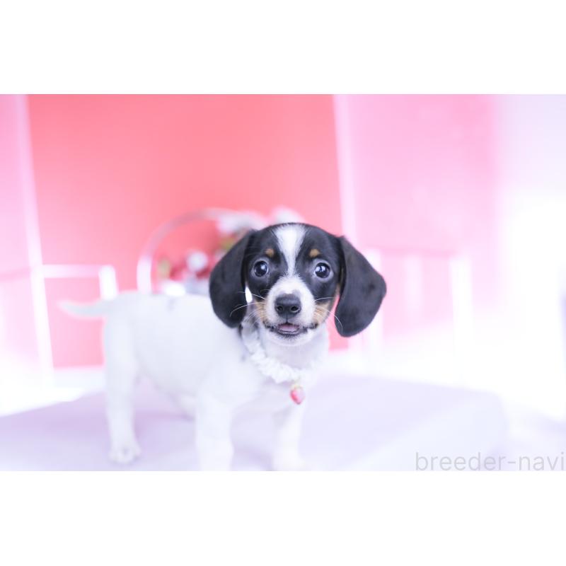 販売中の愛知県のミニチュアダックスフンド(スムースヘアード)-440891の2枚目