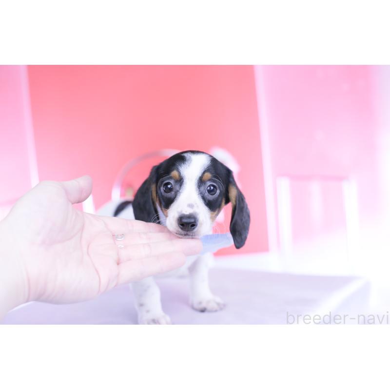 販売中の愛知県のミニチュアダックスフンド(スムースヘアード)-440895の11枚目