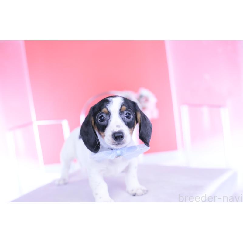 販売中の愛知県のミニチュアダックスフンド(スムースヘアード)-440895の10枚目