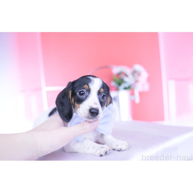 販売中の愛知県のミニチュアダックスフンド(スムースヘアード)-440895の8枚目