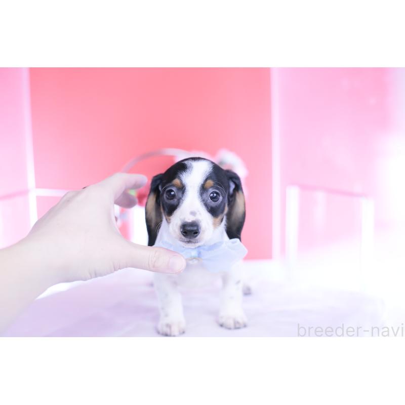 販売中の愛知県のミニチュアダックスフンド(スムースヘアード)-440895の7枚目