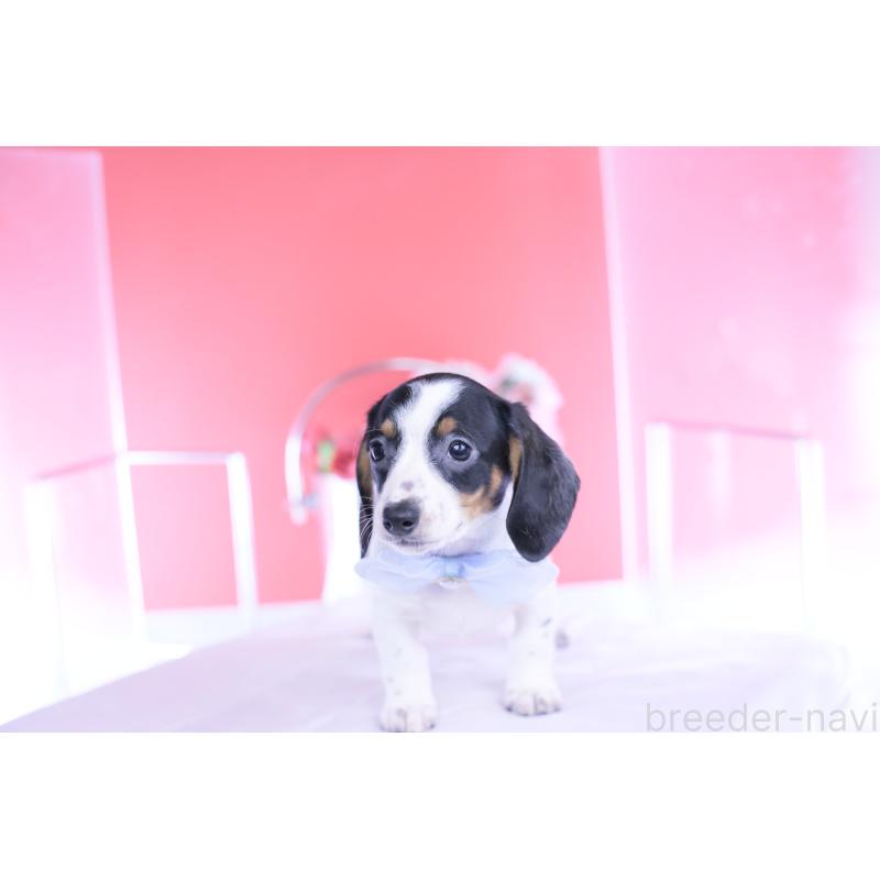 販売中の愛知県のミニチュアダックスフンド(スムースヘアード)-440895の6枚目