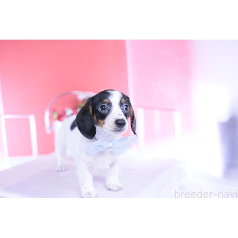 販売中の愛知県のミニチュアダックスフンド(スムースヘアード)-440895の5枚目