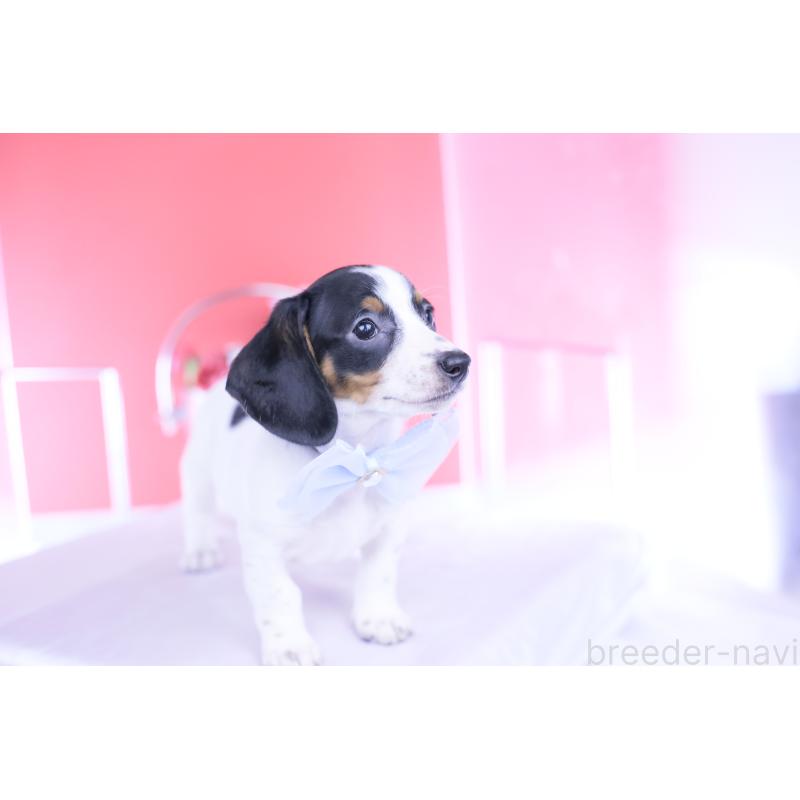 販売中の愛知県のミニチュアダックスフンド(スムースヘアード)-440895の4枚目