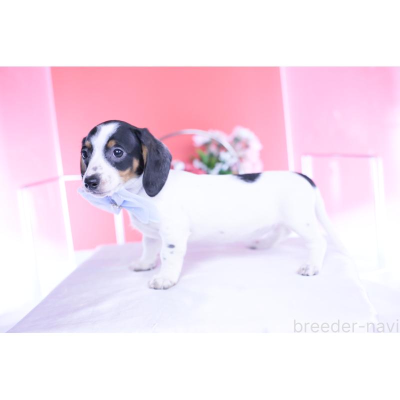 販売中の愛知県のミニチュアダックスフンド(スムースヘアード)-440895の3枚目