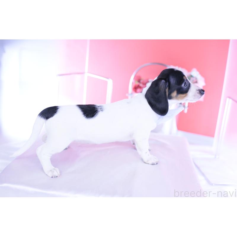 販売中の愛知県のミニチュアダックスフンド(スムースヘアード)-440895の2枚目