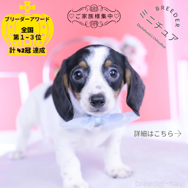 販売中の愛知県のミニチュアダックスフンド(スムースヘアード)-440895の1枚目