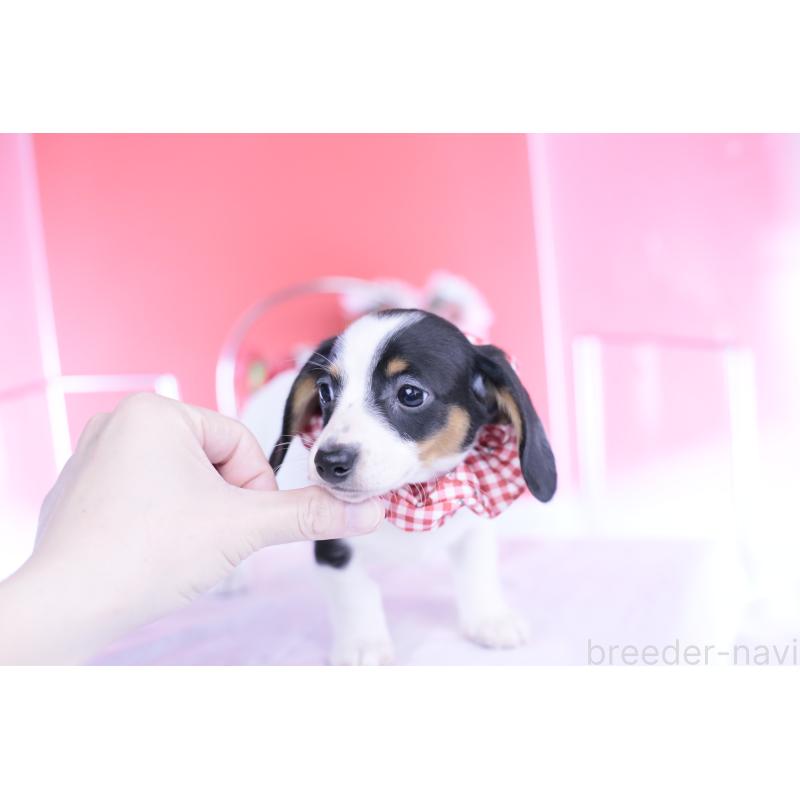 商談中の愛知県のミニチュアダックスフンド(スムースヘアード)-440899の11枚目