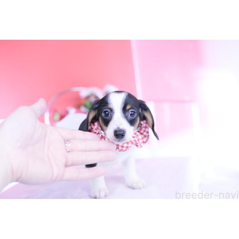 商談中の愛知県のミニチュアダックスフンド(スムースヘアード)-440899の9枚目