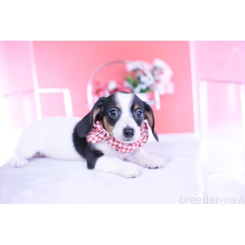 商談中の愛知県のミニチュアダックスフンド(スムースヘアード)-440899の7枚目