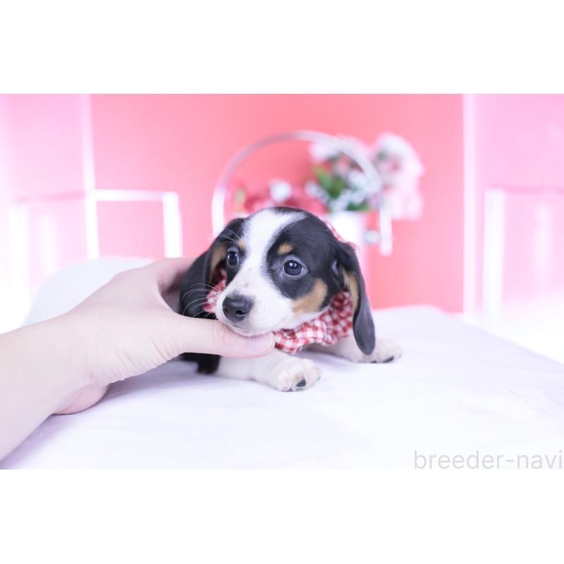 商談中の愛知県のミニチュアダックスフンド(スムースヘアード)-440899の6枚目