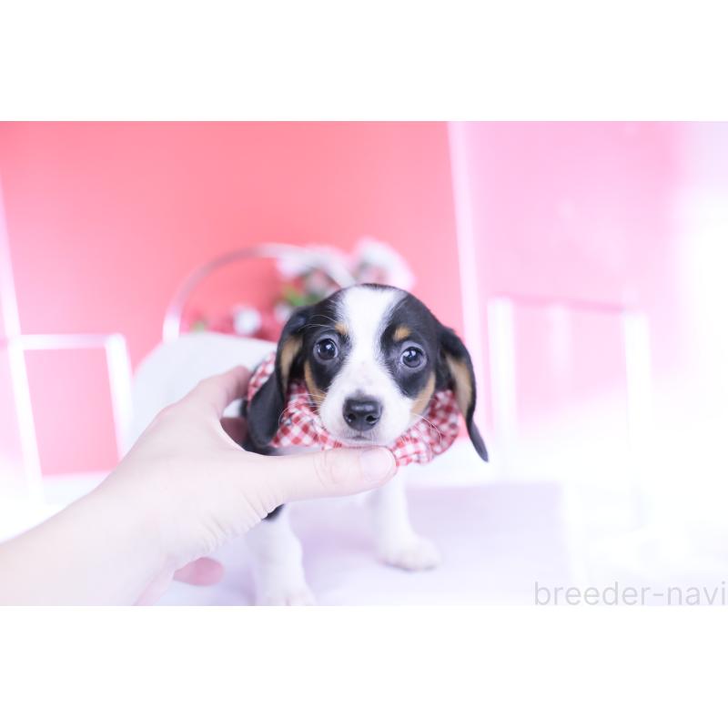 商談中の愛知県のミニチュアダックスフンド(スムースヘアード)-440899の5枚目