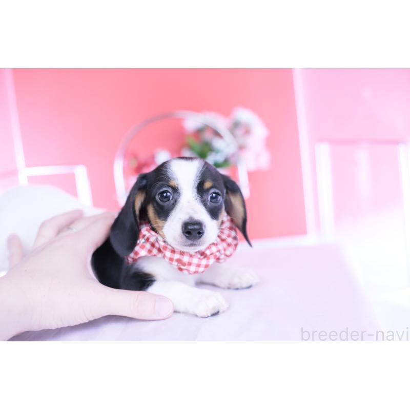 商談中の愛知県のミニチュアダックスフンド(スムースヘアード)-440899の4枚目