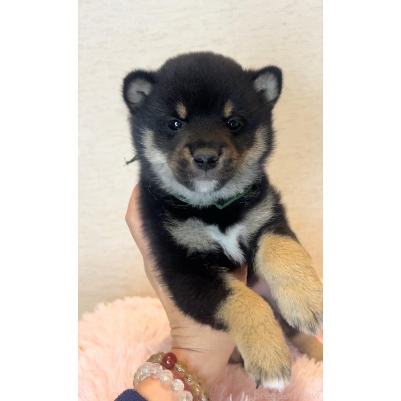 販売中の茨城県の豆柴-446930の4枚目