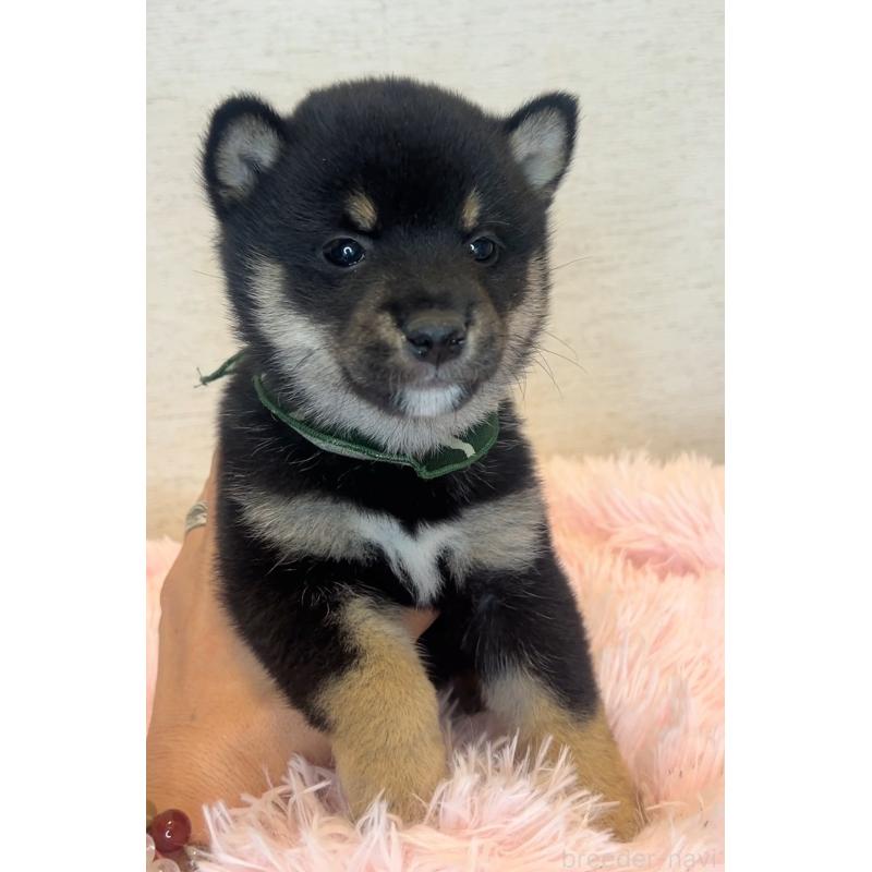 販売中の茨城県の豆柴-446930の3枚目