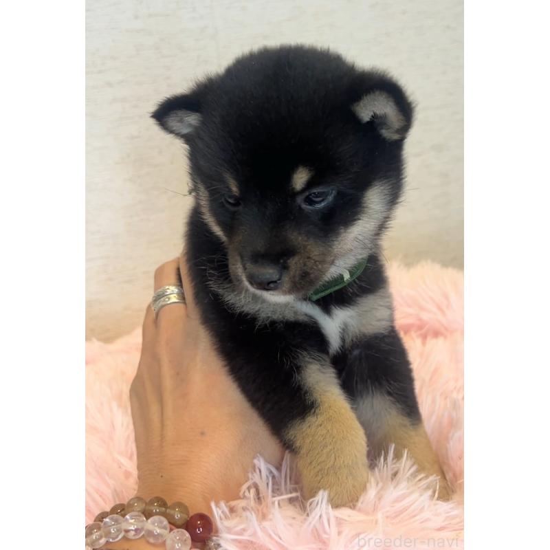 販売中の茨城県の豆柴-446930の2枚目