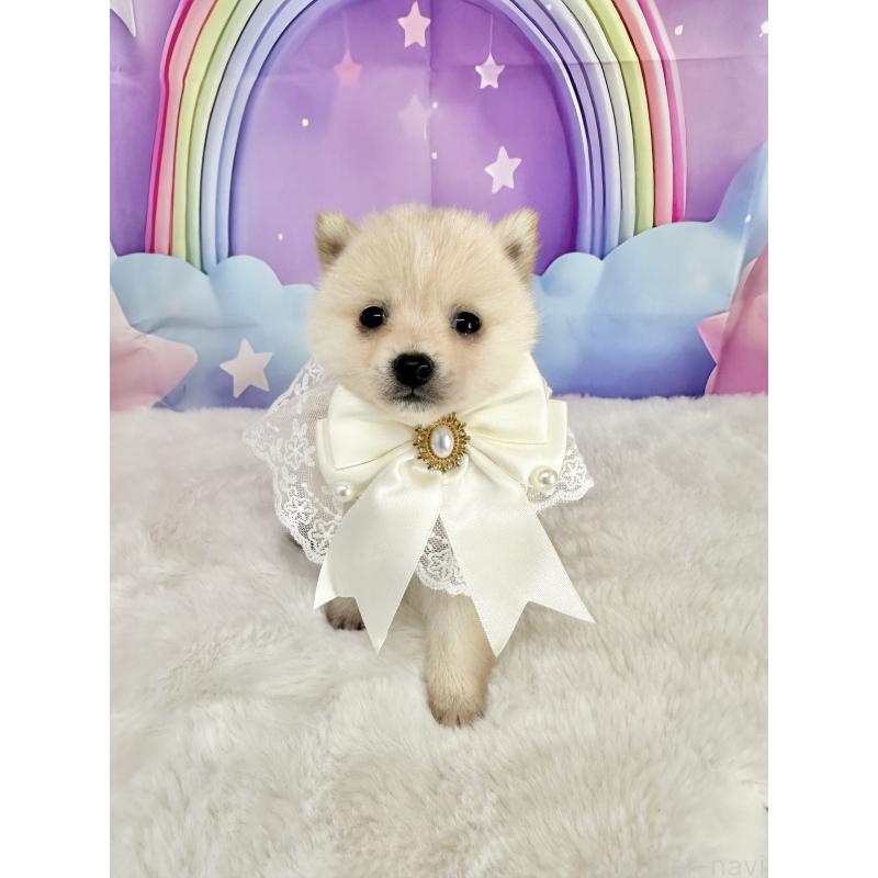 販売中の福岡県のミックス犬-446929の1枚目