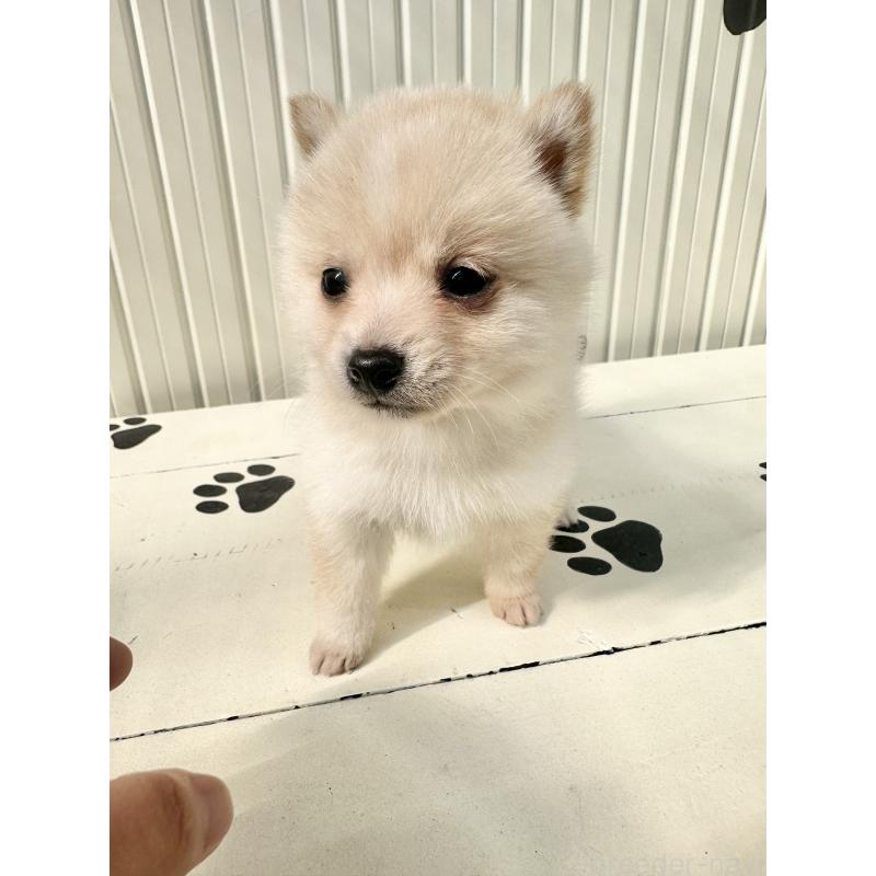 販売中の福岡県のミックス犬-446929の7枚目