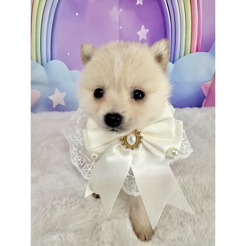 販売中の福岡県のミックス犬-446929の6枚目