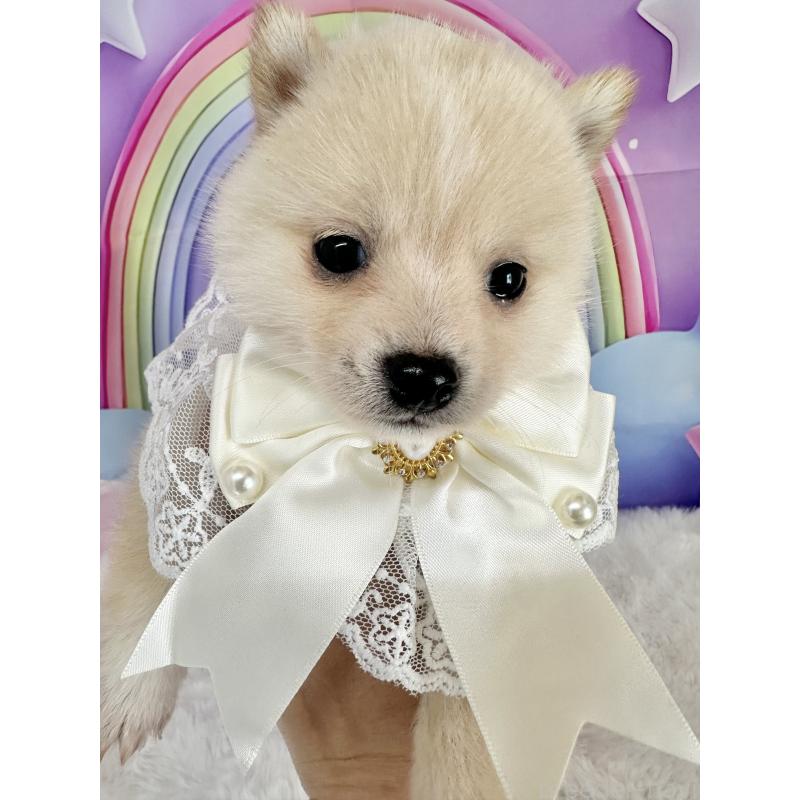 販売中の福岡県のミックス犬-446929の5枚目