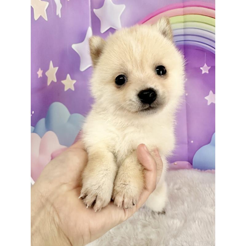 販売中の福岡県のミックス犬-446929の4枚目