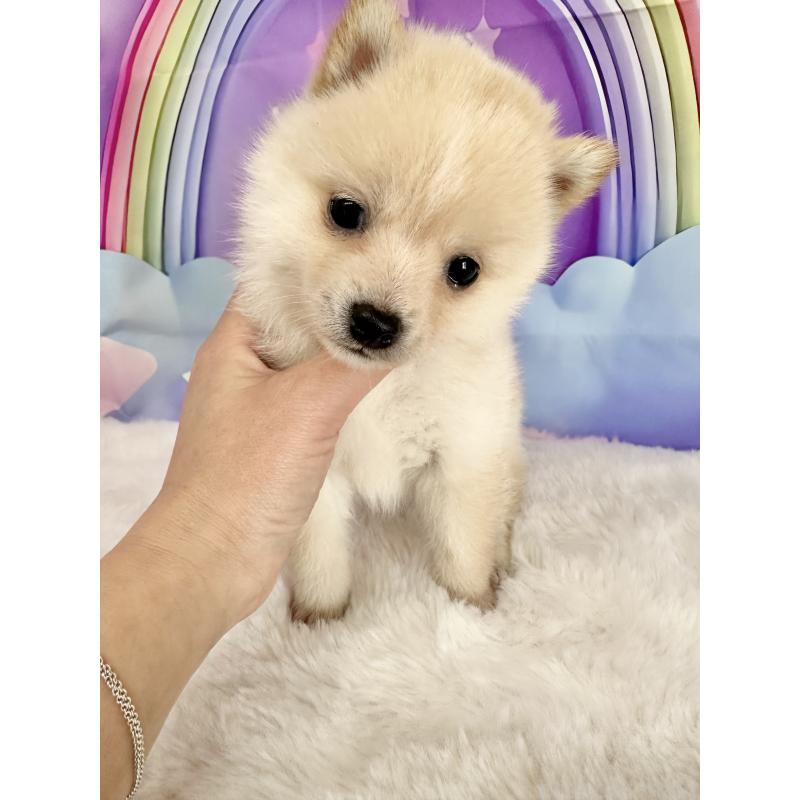 販売中の福岡県のミックス犬-446929の3枚目