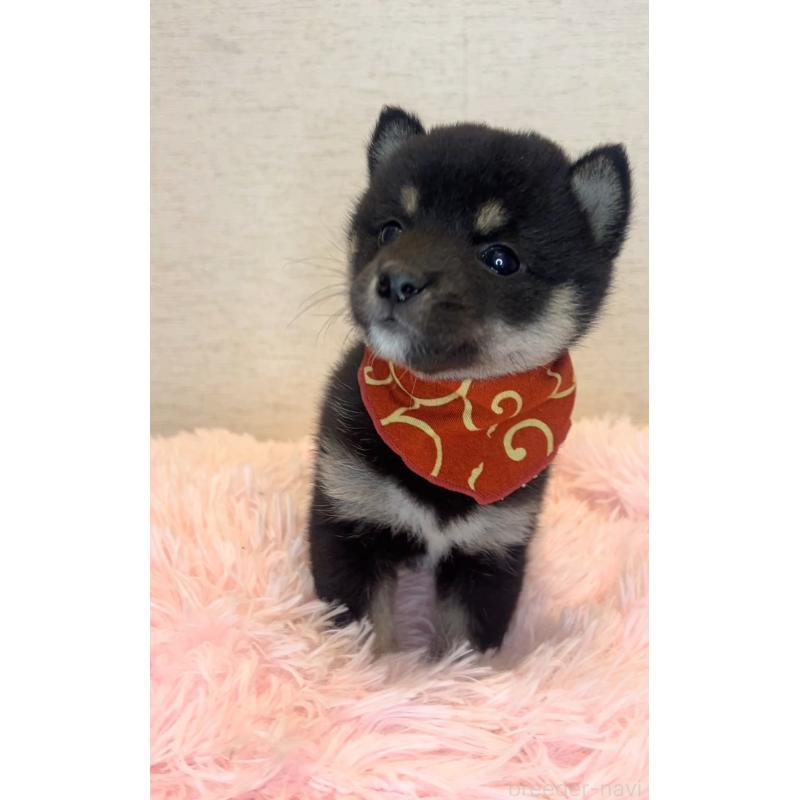 販売中の茨城県の豆柴-446931の4枚目